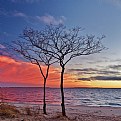 Two Trees Silhouette