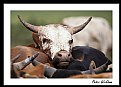 Picture Title - Nguni