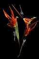 Picture Title - "Bird of Paradise"