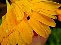 Picture Title - Yellow flowers