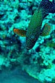 Picture Title - Coral Cod