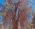 Picture Title - Trees &  Sky