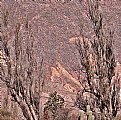 Picture Title - Trees, Cactus & Color