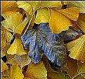 Picture Title - Among Gingko