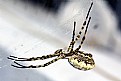 Picture Title - Argiope Lobata