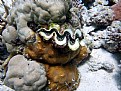 Picture Title - Will be a Giant Clam