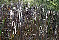 Picture Title - Cat Tails!