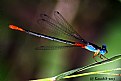 Picture Title - Dragon Fly