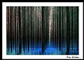 Picture Title - Forest play