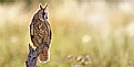 Picture Title - Long Eared Owl Portrait