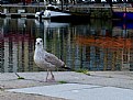 Picture Title - walk to the harbor