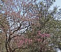 Picture Title - Trees & Blue Sky