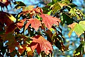 Picture Title - Autumn Colors