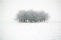 Picture Title - Winter Tale