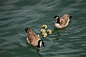 Picture Title - Canada Goose Family