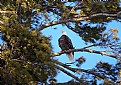 Picture Title - Bald Eagle