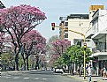 Picture Title - Lapachos & Traffic Lights