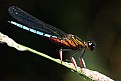 Picture Title - Dancing Jewel Damselfly