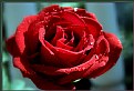 Picture Title - rose