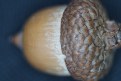 Picture Title - Acorn at high DOF