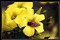 Picture Title - Honey Bee in Flower