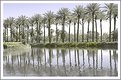 Picture Title - Palm Desert Palms and Reflections Infrared Digitally Colored