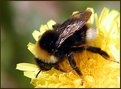 Picture Title - Bumblebee on Dandelion