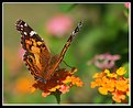 Picture Title - Monarch Butterfly
