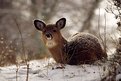 Picture Title - Fawn in Snow #1