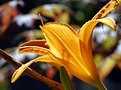 Picture Title - Lily