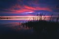 Picture Title - Cat tail lagoon