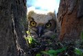 Picture Title - GLV - owl