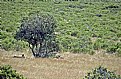 Picture Title - Tree  &  Steppe