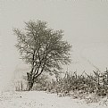 Picture Title - winter