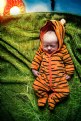 Picture Title - sleeping tiger