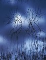 Picture Title - Branches in blue pond