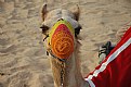 Picture Title - Colorful Camel