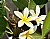 Plumeria Flowers