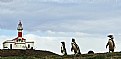 Picture Title - Penguins & Lighthouse