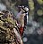 Great Spotted Woodpecker