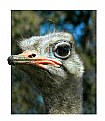 ostrich