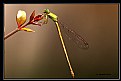 Picture Title - The Dragon Fly
