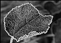 Picture Title - a frozen leave