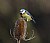 Blue Tit Feeding