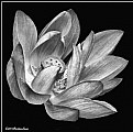 Picture Title - Lotus