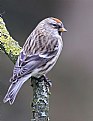Picture Title - Red Poll