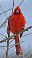 Picture Title - Male Cardinal