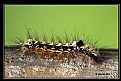 Picture Title - The Caterpillar  