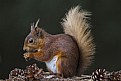 Picture Title - Red Squirrel Feeding