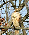 Picture Title - Red Tail Hawk